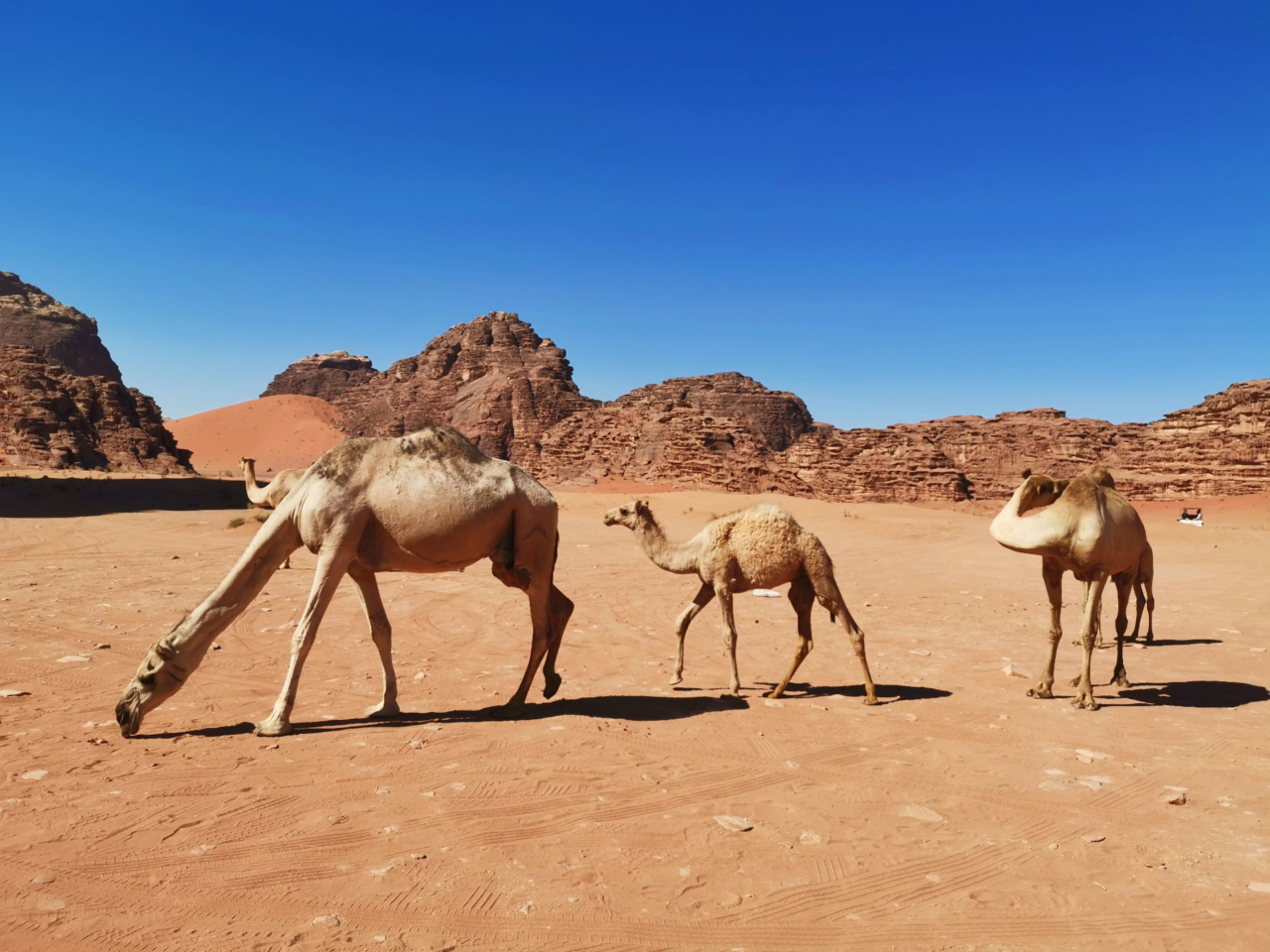 Camile in desert Jordan